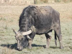 Menno 02 - Waterbuffel Biesbosch